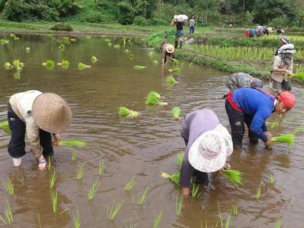 Time of planting …